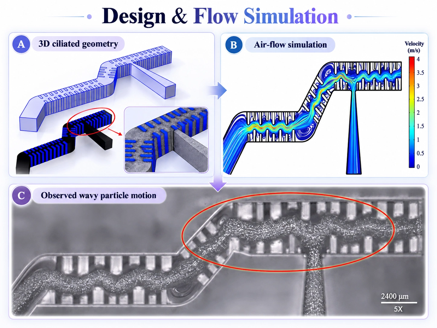 Design and flow simulation — ciliated geometry and air-flow
